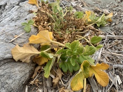 Glehnia littoralis leiocarpa