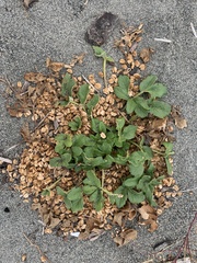 Glehnia littoralis leiocarpa