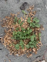 Glehnia littoralis leiocarpa