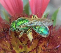 Agapostemon angelicus