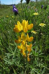Lupinus luteus