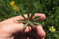 Lupinus luteus