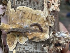 Keroplatus