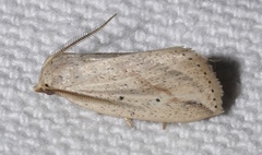 Amolita obliqua