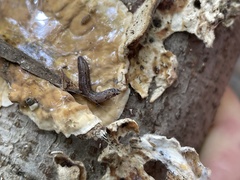 Keroplatus
