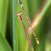 Agriocnemis falcifera - Photo 由 Colin Ralston 所上傳的 (c) Colin Ralston，保留部份權利CC BY-NC