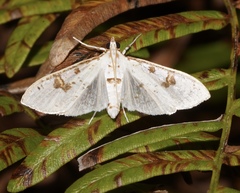 Palpita illibalis