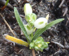 Ornithogalum schlechterianum