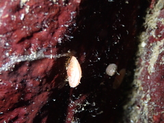 Brachiopoda