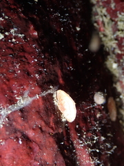 Brachiopoda