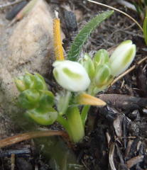 Ornithogalum schlechterianum