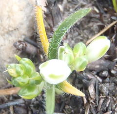 Ornithogalum schlechterianum
