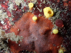 Schizoporella unicornis