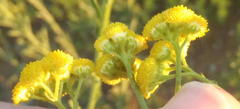 Nidorella