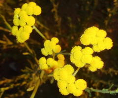 Nidorella