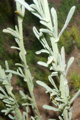 Nidorella
