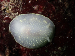 Cadlina
