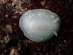 Cadlina