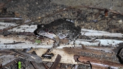 Leptodactylus melanonotus