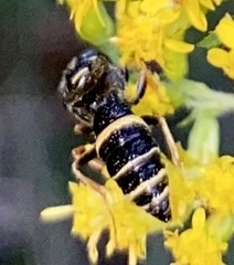 Philanthus gibbosus