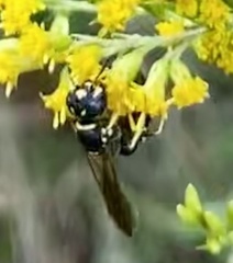 Philanthus gibbosus