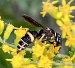 Philanthus gibbosus