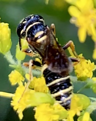 Philanthus gibbosus