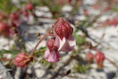 Hermannia heterophylla