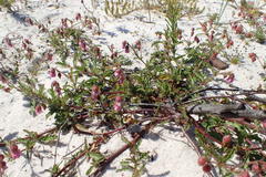 Hermannia heterophylla