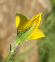 Argyrolobium pauciflorum