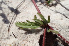 Hermannia heterophylla