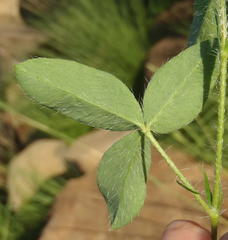 Argyrolobium pauciflorum