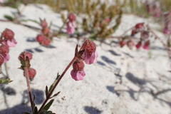 Hermannia heterophylla