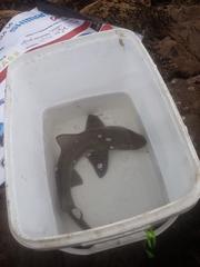 Triakis megalopterus