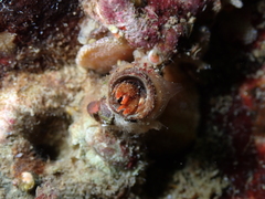 Discorsopagurus schmitti