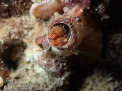 Discorsopagurus schmitti