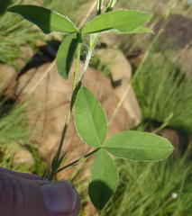 Argyrolobium pauciflorum