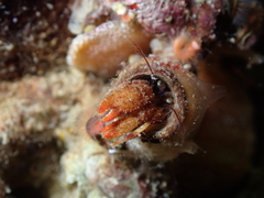 Discorsopagurus schmitti