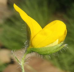 Argyrolobium pauciflorum