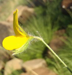 Argyrolobium pauciflorum