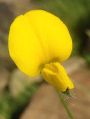 Argyrolobium pauciflorum