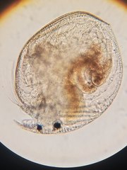 Chydorus
