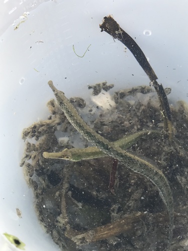 Barcheek pipefish (Syngnathus exilis) — Syngnathidae — 4