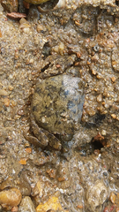 Hemigrapsus penicillatus