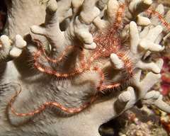 Ophiothrix