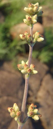 Crassula nudicaulis