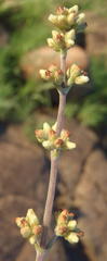 Crassula nudicaulis