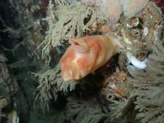 Halocynthia aurantium