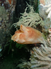 Halocynthia aurantium