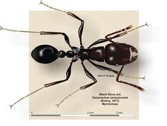 Tetramorium sericeiventre